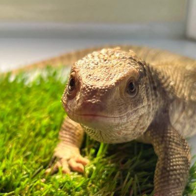 北海道🦎 フトアゴ2 /レオパ4 /ボールパイソン /オキナワシリケンイモリ4 /フクロモモンガ /サバンナモニター/ホーネリーカメレオン2 #爬虫類好きと繋がりたい 無言フォロー失礼します 家庭動物管理士✏️