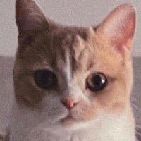 しょがまる🥔 (@shogamaru__3) 's Twitter Profile