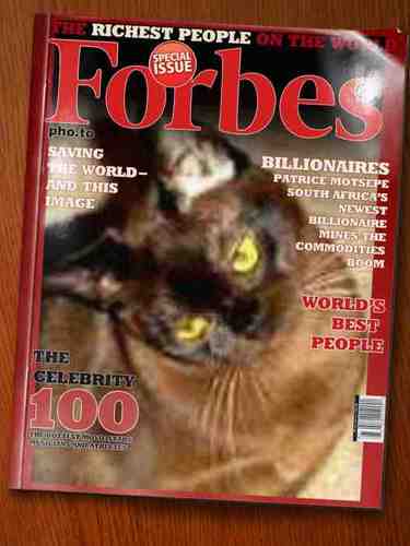 Feline Royalty living outside country of origin in Tyne and Wear with staff who haven't been properly trained in service