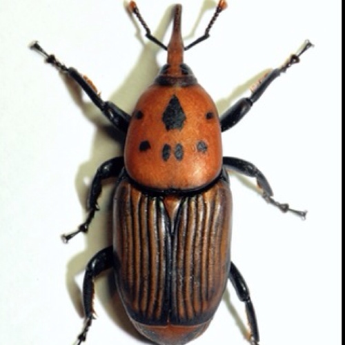 Rhynchophorus ferrugineus
Vuelo, entro en tronco, perforo y poco a poco me cargo la palmera por fuerte que sea.
Nada que ver con esta inmunda plaga.
