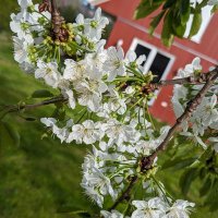 Sakuuuu~☕🌸🦋 (@saku_ryu) 's Twitter Profile