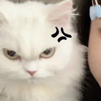 猫七(@maoqi7241) 's Twitter Profile Photo