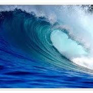 Blue tidal wave(@MarkOldman55308) 's Twitter Profileg