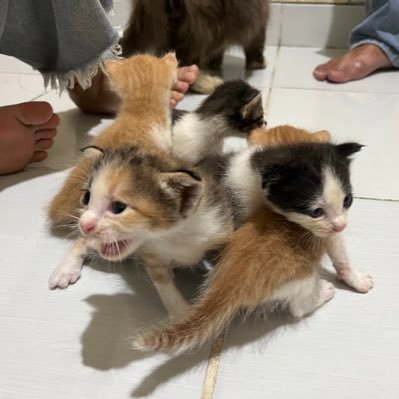 kadangdibuka's profile picture. bbw