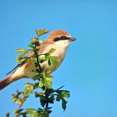 NHS. Psychotherapist. Improver birder. Dad's Zeiss bins. Only birds and nature here. Bluesky at: https://t.co/5b9zQsaCPq