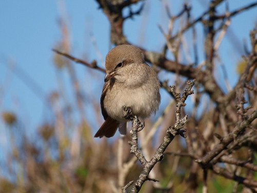 cgittins54's profile picture. longtime birder mountain biker casual photographer recently retired