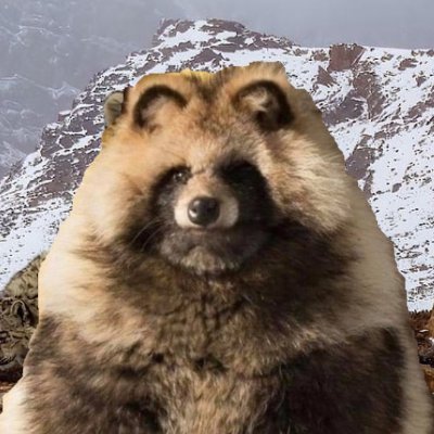 procyoncalor's profile picture. mountain, sun on skin, milk in tummy. Foraging for sweet fruit and fire-hot foid.