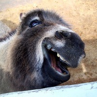 koosvriendlooss's profile picture. Ik volg je, volg je me terug?