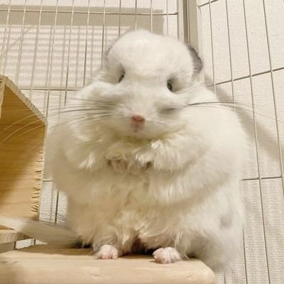 私の母と父も大の動物愛好家でした。 周りに動物がいなかったらどうやって生きていたかわかりません。 私はペットと野生動物の両方に魅了されています。 彼らは私にとって世界で最も素晴らしいものです。 それは興味深く、私の人生に大きな変化をもたらしました。