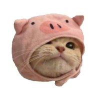 PigCat 🐷😼(@PigCatSolana) 's Twitter Profile Photo