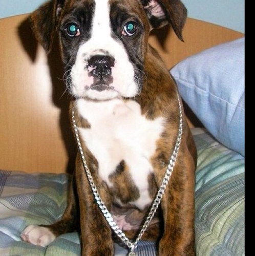 BitoTheDog's profile picture. Vida perra...