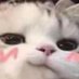 $ (@mochimonimoon) Twitter profile photo $ (@mochimonimoon) Twitter profile photo
