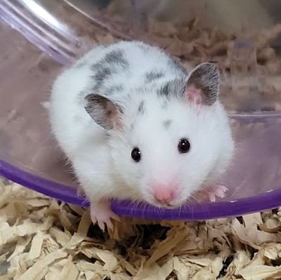 めるめるめ めるめるめ めるめるめ ユメタマ（ZX-9R)始動！ | Good Ninja!