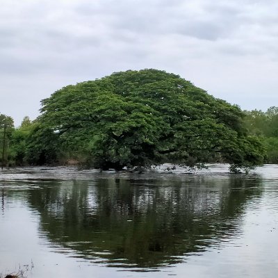 SDcandyman5's profile picture. 