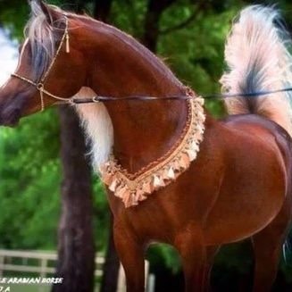 SaherGa96950219's profile picture. أعشق الجنس بكل أنواعه وأوضاعه