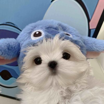 Pomeranian wearing blue hat