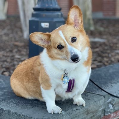 Just a 4yr old Corgi who loves urban exploring with her humans and sharing experiences and tips with all of you.