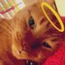 Tiger Coco😸 & Ms B🐝 (@msb0759) Twitter profile photo Tiger Coco😸 & Ms B🐝 (@msb0759) Twitter profile photo