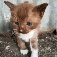 Ananda R (@andrgs_) 's Twitter Profile