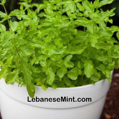 Authentic Lebanese Nana mint نعنع Spearmint plants, available for sale in the USA