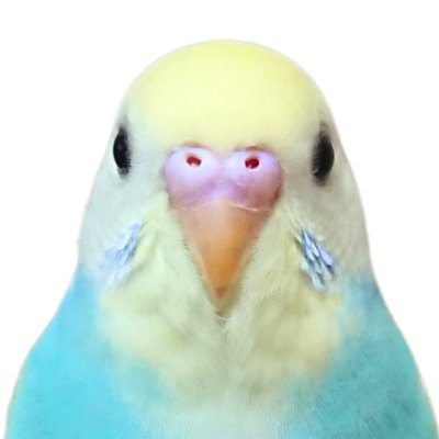 僕の名前はプリン🍮2018年11月5日生まれのセキセイインコだよ!
ママと一緒に暮らしてて、2羽の鳥さんのお世話係もしているんだ🦜
ママのアカウントもよろしくね @shirotan27