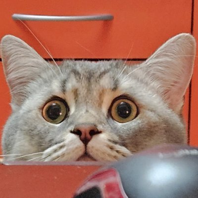 TitanTheCatBNB Profile Picture