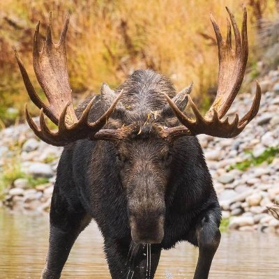 MirthilessMoose's profile picture. 