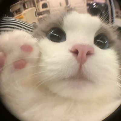 boobookubb's profile picture. 