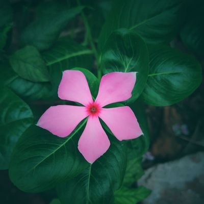 lirango153772's profile picture. just being myself