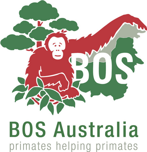 Borneo Orangutan Survival Australia is a volunteer organisation raising funds for rescued orangutans since 2001. We work to save the orangutan.