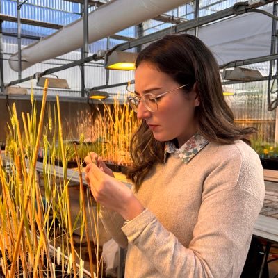 Graduada en Ciencias Ambientales y Máster en Agroalimentación. Universidad de Córdoba. Calidad y mejora de trigo🌾 Dpto. Genética ETSIAM-UCO. WHEAT UCO