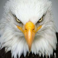 sovereign soul patriot (@jameshanso42032) 's Twitter Profile