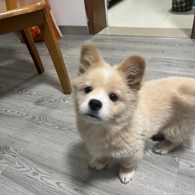 anxingao's profile picture. 