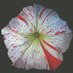 petuniaplatform.org (@petuniaplatform) Twitter profile photo petuniaplatform.org (@petuniaplatform) Twitter profile photo