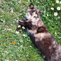 Masa (neko) (@nekobalkancom) 's Twitter Profile