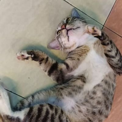 4skmewho_'s profile picture. .