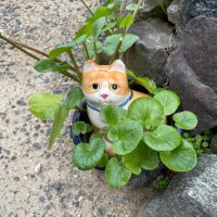 ハマチワン (@hamatiwann) 's Twitter Profile