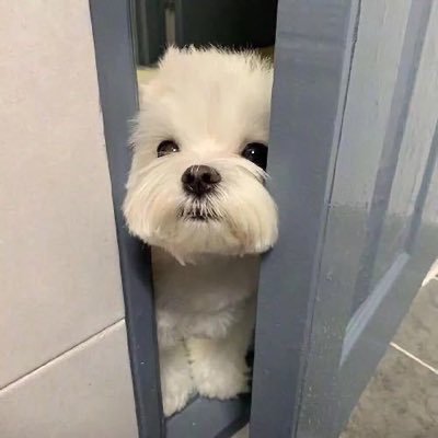 NyanEls6744's profile picture. #Upbot $UP