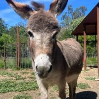 donkey lovers(@josseyrossey1) 's Twitter Profileg