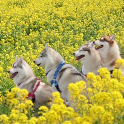 愛猫と愛犬をただ自慢したいだけのアカウント🐱🐺ハスキー見たらとりあえずいいねします 無断転載禁止❌ フォロバたまに忘れます😉 出会いは求めてません、そんな奴ぁ即ブロです😤 X→娘(写真担当) インスタ→母(コミュ担当)