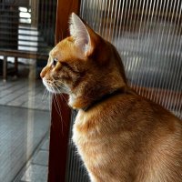 neco (@necomiemu) 's Twitter Profile