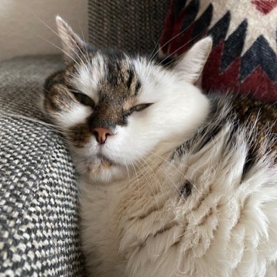 tine_hc's profile picture. marketeer - scepticus - ambetanterik - linkiewinkie