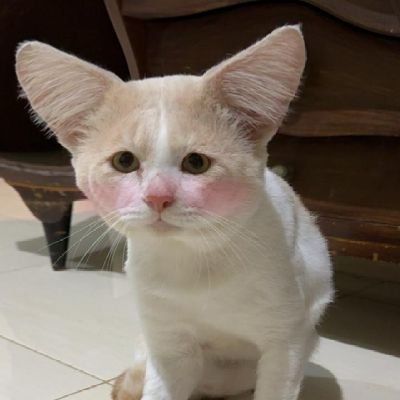 jemikucing's profile picture. akun kucing Jemi 🐻‍❄️ dan Mika 🐺