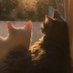 catsun (@catsunshy) Twitter profile photo catsun (@catsunshy) Twitter profile photo