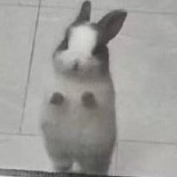 ๐ฆ (@kdybearss) 's Twitter Profile