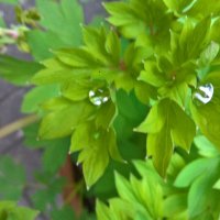 Mrs_Broccoli (@mrsbroccoli3) 's Twitter Profile