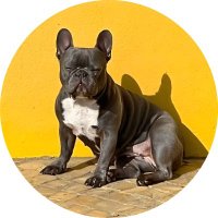 Dogs with nodes (@dogswithnodes) 's Twitter Profile Photo Dogs with nodes (@dogswithnodes) 's Twitter Profile Photo