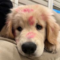 𝐭𝐡𝐞𝐚 (@tecouvee) 's Twitter Profile