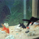 sergio machain - @checonon - Twitter