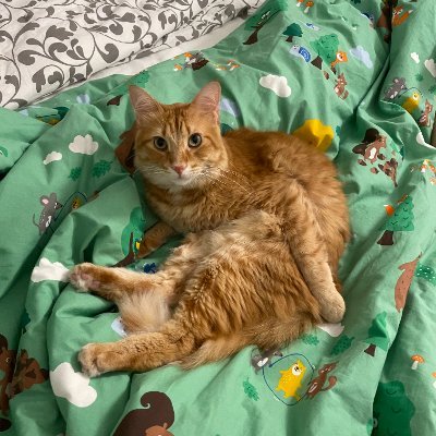 Meow Meow- I am Kosmita, a ginger cat traveling the world.
Follow me as I connect to our single brain cell, do the dance of meow people and share my experiences